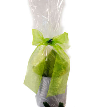 Nature's Flower Pot Gift Pack